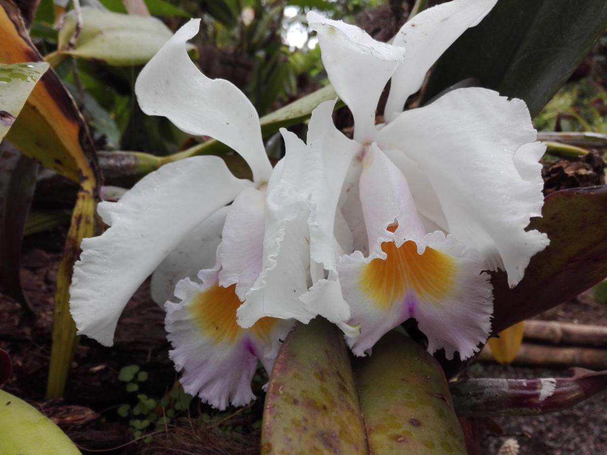 Mi Jardin Encantado Villa Esterno foto